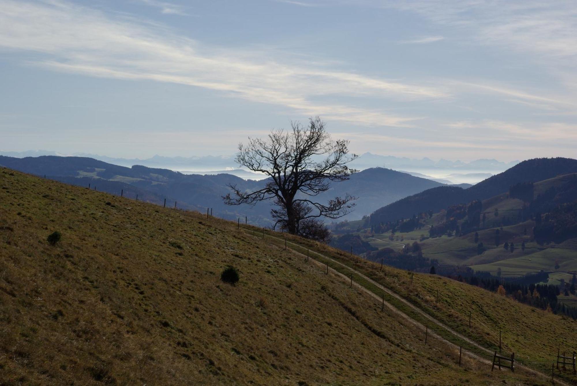 Apartament Haus Foehrenbach