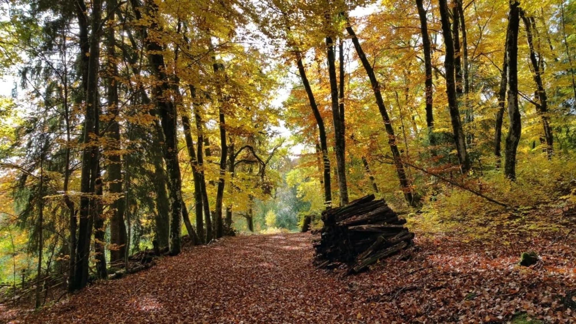 Haus Foehrenbach *